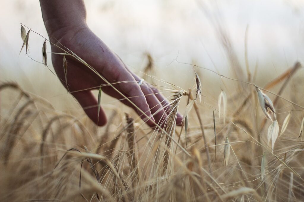 Imagen del trigo y la cizaña, para diferenciar la vida espiritual del creyente en Jesús